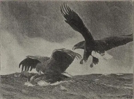 Illustration, sida 505