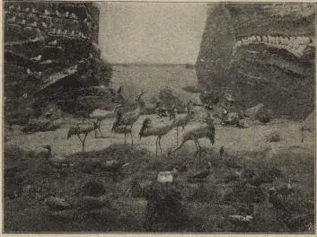 Illustration, sida 1027