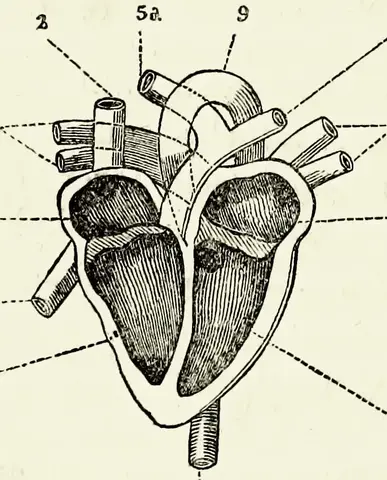Illustration ur Om lungornas gymnastik (1862), sida 8