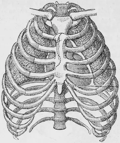 Illustration ur Läkarebok för alla : hälso- och sjukvårdslära i populär form (1893), sida 12