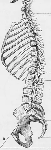 Illustration ur Läkarebok för alla : hälso- och sjukvårdslära i populär form (1893), sida 17