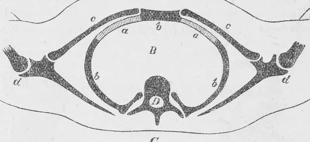 Illustration ur Läkarebok för alla : hälso- och sjukvårdslära i populär form (1893), sida 94