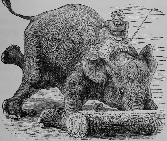 Illustration ur Barnens andra bok för skolan och hemmet (1893), sida 77