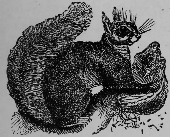 Illustration ur Barnens andra bok för skolan och hemmet (1893), sida 85