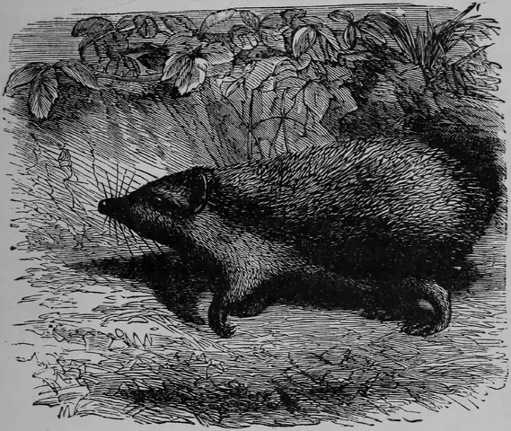 Illustration ur Barnens andra bok för skolan och hemmet (1893), sida 87