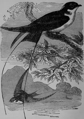 Illustration ur Barnens andra bok för skolan och hemmet (1893), sida 94