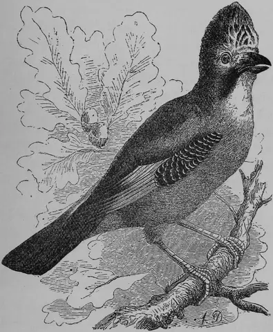 Illustration ur Barnens andra bok för skolan och hemmet (1893), sida 99