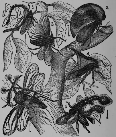Illustration ur Barnens andra bok för skolan och hemmet (1893), sida 106