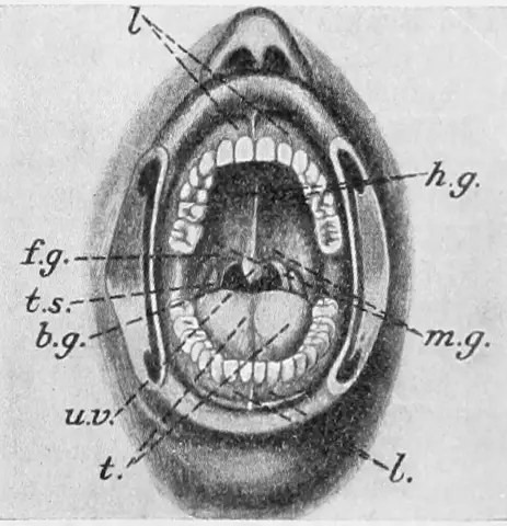 Illustration ur Bonniers konversations lexikon (1937), sida 180