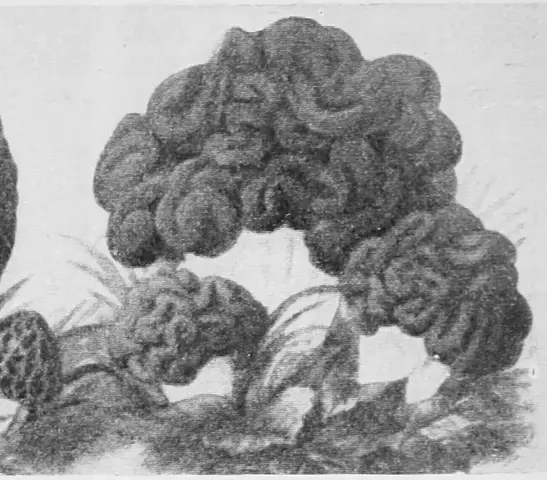 Illustration ur Bonniers konversations lexikon (1937), sida 190
