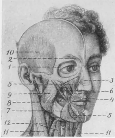 Illustration ur Bonniers konversations lexikon (1937), sida 201