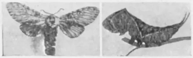 Illustration, sida 557