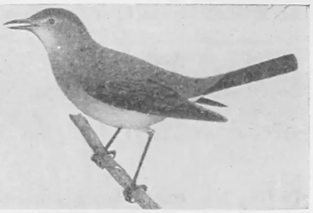 Illustration, sida 596