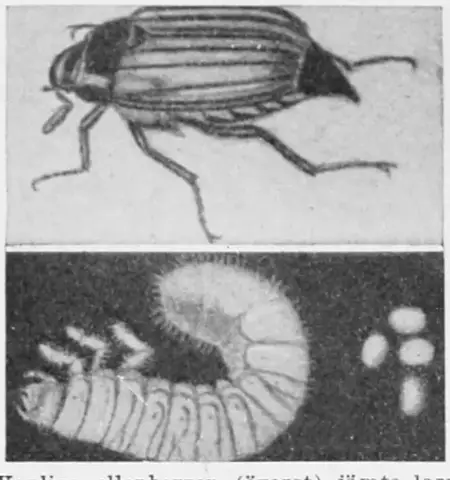 Illustration, sida 655