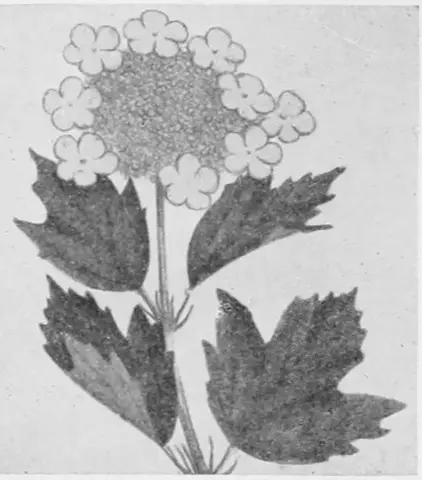 Illustration, sida 658