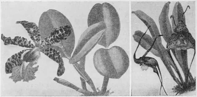 Illustration, sida 690