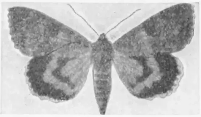 Illustration, sida 693