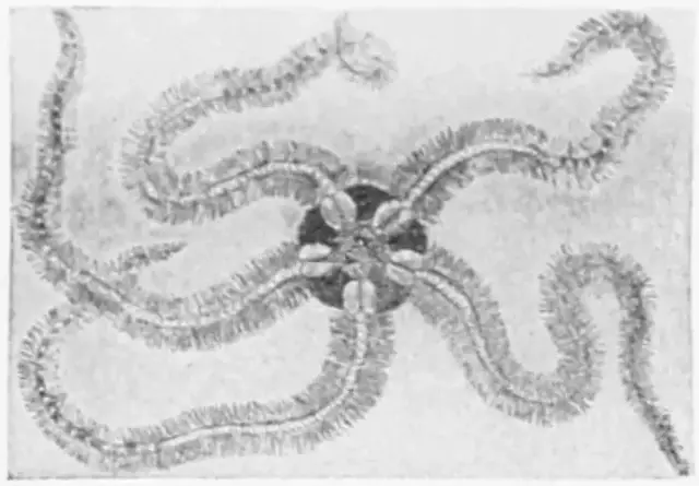 Illustration, sida 715