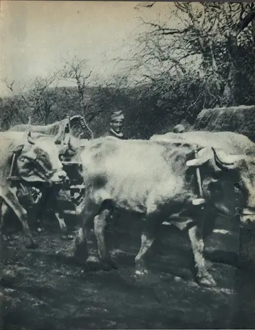 Illustration ur Världen i brand. En bokfilm över det stora kriget 1914-1918 (1935), sida 107