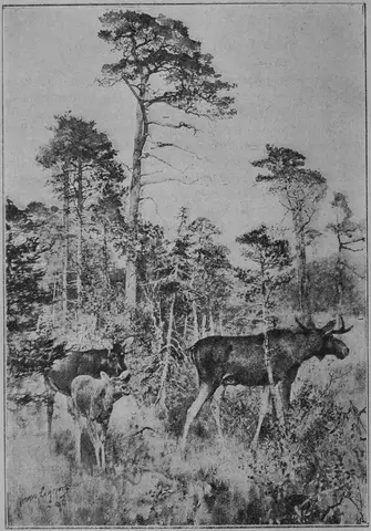 Illustration ur En bok om Sverige (1893), sida 30