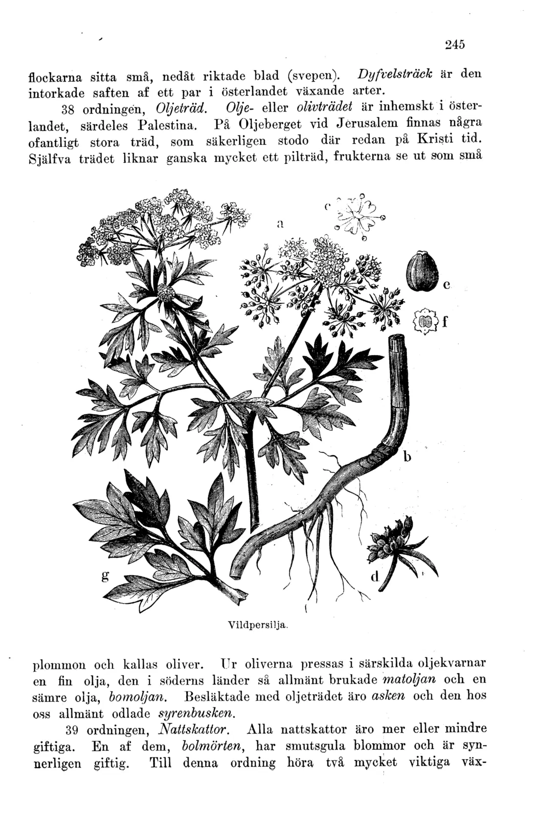 Originalsida 245
