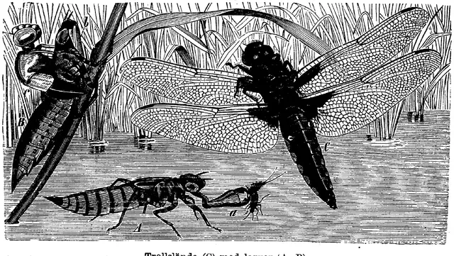 Illustration ur Enhvar sin egen lärare. (1893), sida 138