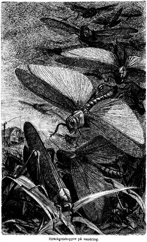 Illustration ur Enhvar sin egen lärare. (1893), sida 140