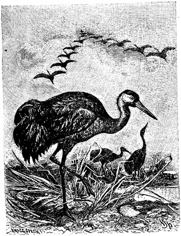 Illustration ur Enhvar sin egen lärare. (1893), sida 141