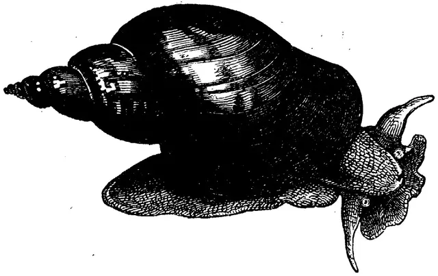 Illustration ur Enhvar sin egen lärare. (1893), sida 159