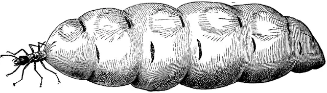 Illustration ur Enhvar sin egen lärare. (1893), sida 161