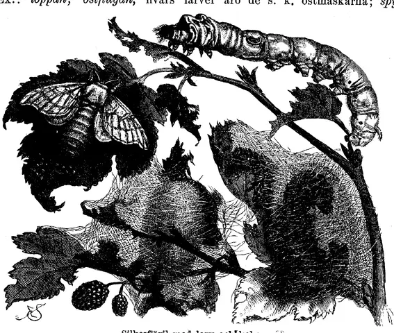 Illustration ur Enhvar sin egen lärare. (1893), sida 162