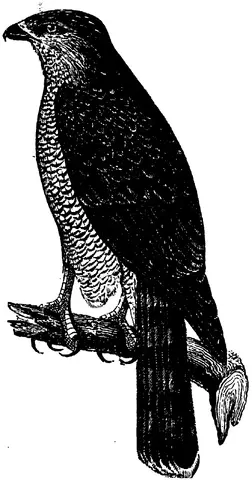 Illustration ur Enhvar sin egen lärare. (1893), sida 172