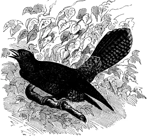 Illustration ur Enhvar sin egen lärare. (1893), sida 173