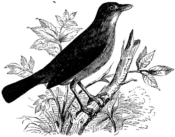 Illustration ur Enhvar sin egen lärare. (1893), sida 175