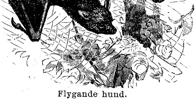 Illustration ur Enhvar sin egen lärare. (1893), sida 185