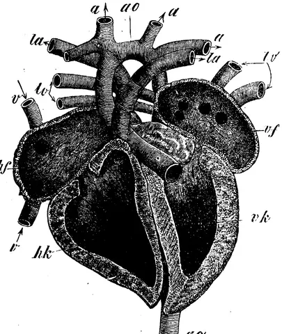 Illustration ur Enhvar sin egen lärare. (1893), sida 192
