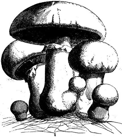 Illustration ur Enhvar sin egen lärare. (1893), sida 203