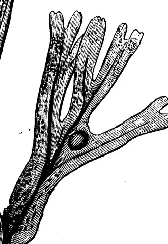 Illustration, sida 205