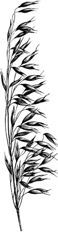 Illustration, sida 219