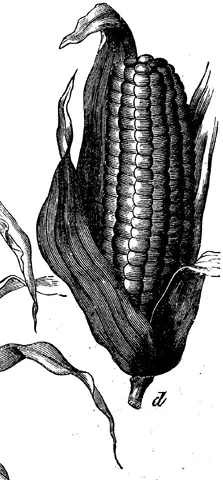 Illustration, sida 220