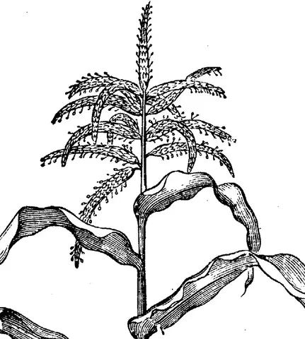 Illustration, sida 220