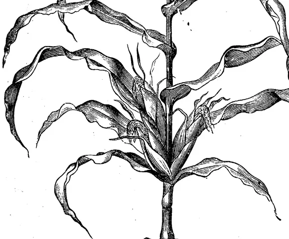 Illustration, sida 220