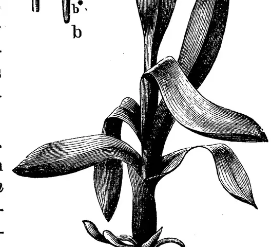 Illustration, sida 225