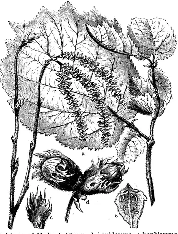 Illustration ur Enhvar sin egen lärare. (1893), sida 227