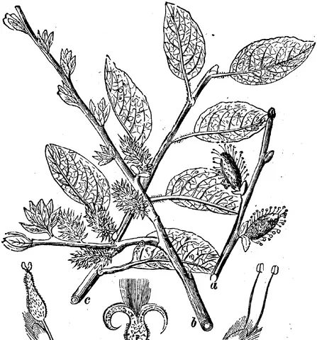 Illustration, sida 228