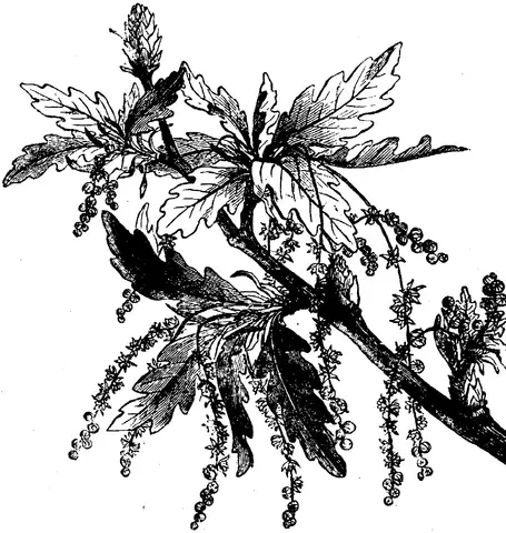 Illustration, sida 229