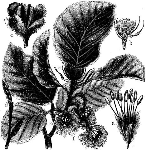 Illustration, sida 230