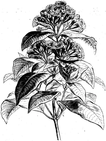 Illustration, sida 232