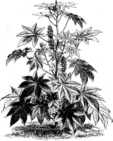 Illustration, sida 233