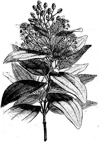 Illustration, sida 236
